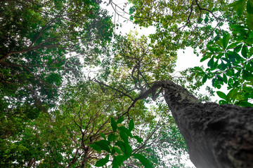 Fototapeta premium bottom view tree in jungle there is little sunlight passing through.forest and environment concept