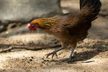 Jungle fowl (Female) was looking for food Along the river in the forest.