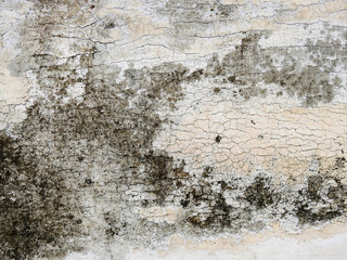 old dirty wall with mold texture