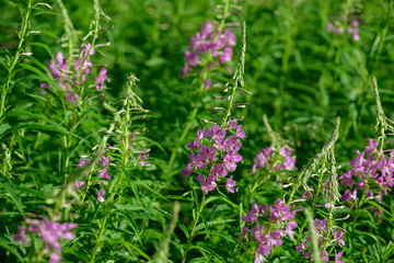Pink flowers of fireweed (Epilobium or Chamerion angustifolium) in bloom. Flowering willow-herb or blooming sally.