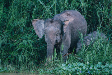 Naklejka premium elephant with baby in jungle