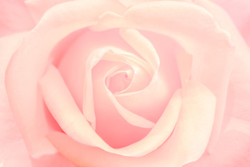 pink rose on black background
