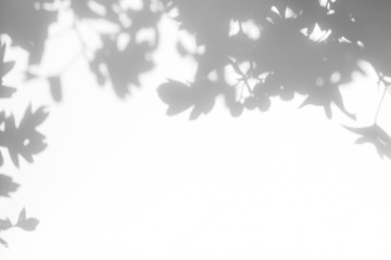 Gray shadow of the hawthorn tree leaves on a white wall. Abstract neutral nature concept blurred background. Space for text.