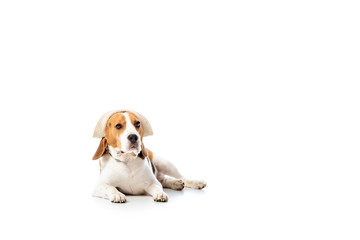 cute beagle dog in hat lying and looking at camera on white