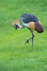 Closeup Grey Crowned-crane (Balearica regulorum) .on green background
