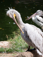 Great White Pelican/Rosy Pelican/White Pelican 