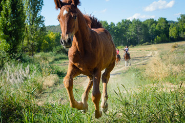 Animales en la naturaleza © fotomariusm