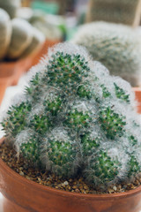 cactus plant