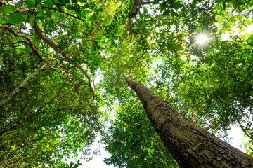 Fototapeta premium ant eye view of big tree in jungle in Thailand background