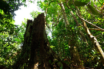 Huge dead old tree trunk with its stump and bark covered in rainforest
