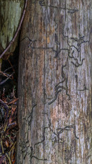 Obraz premium old wood