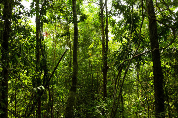 Fototapeta na wymiar trunk of the tree amidst the wilderness of tropical forests in Thailand