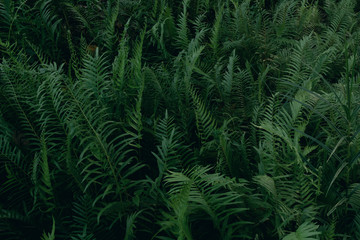 Beautiful background made with young green fern leaves in jungle.nature and environment concept