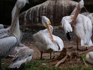 Great White Pelican/Rosy Pelican/White Pelican 