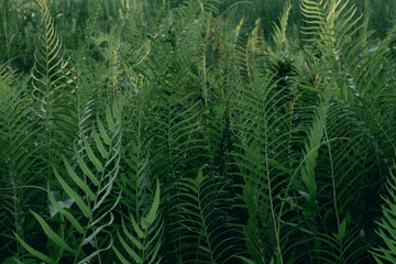 Beautiful background made with young green fern leaves in jungle.nature and environment concept