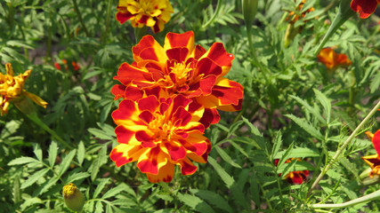 Colourfull tagetes in flowerbed in summer garden