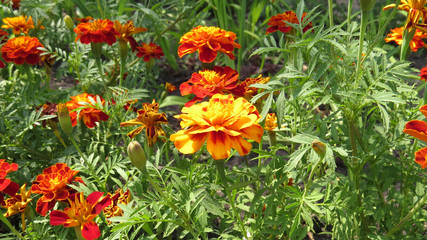 Colourfull tagetes in flowerbed in summer garden