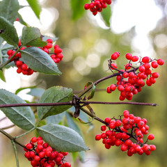 Rowanberry. Red wild ash on a background of a tree in the forest.  Green leaves, red wild berries.  blurred background.  Summer. Square cropping 