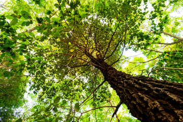Fototapeta premium ant eye view of Resak Tembaga tree in jungle background.forest and environment concept