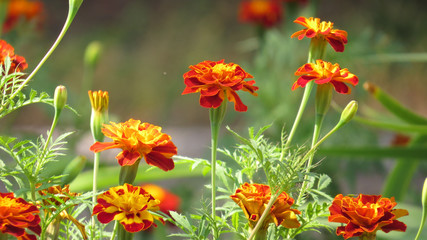 Colourfull tagetes in flowerbed in summer garden