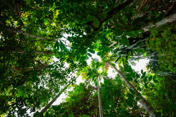 bottom view palm tree in jungle and branches.forest and environment concept