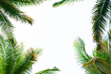 Fototapeta na wymiar bottom view coconut branch and leaves on white background