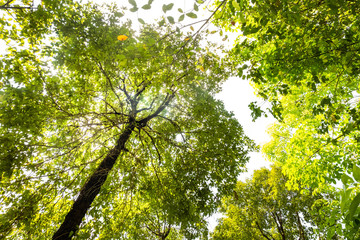 ant eye view of Resak Tembaga tree in jungle background.forest and environment concept
