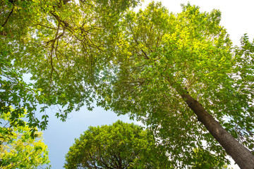 ant eye view of Resak Tembaga tree in jungle background.forest and environment concept