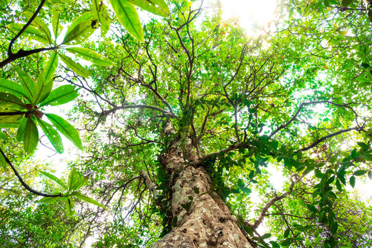 ant eye view of Nyireh Batu tree or Xylocarpus granatum in mangrove forest background.forest and environment concept