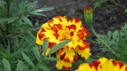 Colourfull tagetes in flowerbed in summer garden