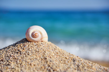 A sea shell on the beach against the background of the sea and the blue sky on a hot sunny day. Summer concept