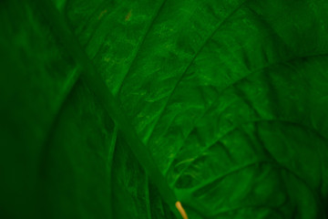 Green Leaf of tropical Giant taro leaf texture