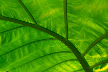 Green Leaf of tropical Giant taro leaf texture