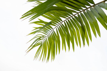 coconut leaf on white background