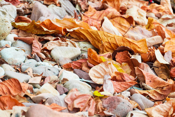 leaf falling on the ground