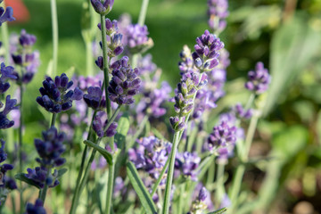 lavendel