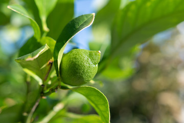 Kleine Zitrone am Baum- Citrusfrucht