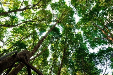 bottom view of mangrove tree in jungle and lighting of morning.forest and environment concept
