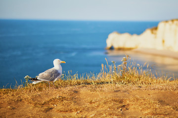 Seagull on the top of a cliff in Etretat