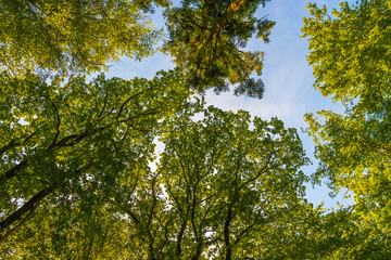 Der Wald