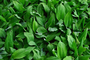 Obraz premium Background of green leaves Lily of the valley. (lat. Convallaria majalis). After the rain. Drops on leaves.