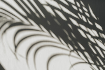 Neutral floral composition with tropical palm branch silhouette. Flat lay, top view florist minimal...
