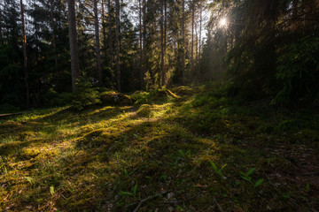 Summer forest in Finland