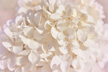 Soft white Hydrangea (Hydrangea macrophylla) or Hortensia flower Shallow depth of field for soft dreamy feel.