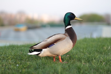 duck on the grass