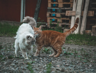 Cats who is best friends