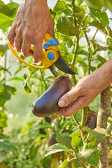 Farmer harvesting organic ripe eggplants in green house with garden pruner. Agriculture and gardening concept