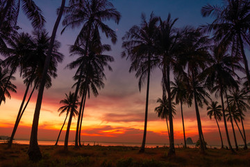 Fototapeta na wymiar good vibe of coast there is coconut trees near seashore in dawn of a quiet,Koh Yao Yai, Phang Nga, Thailand