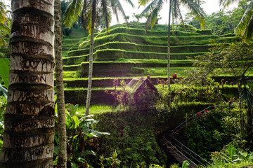 beautiful green rice terrace garden in Bali