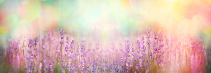Lavender flower, beautiful lavender flowers in garden - obrazy, fototapety, plakaty